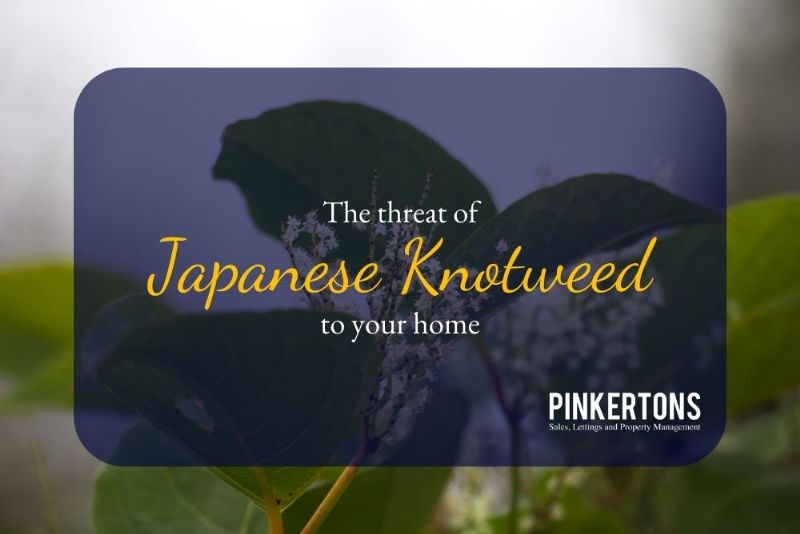 The threat of Japanese Knotweed to your home